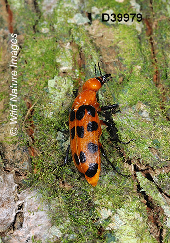 Cissites maculata, Meloidae